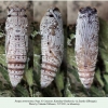 pyrgus armoricanus pupa1a